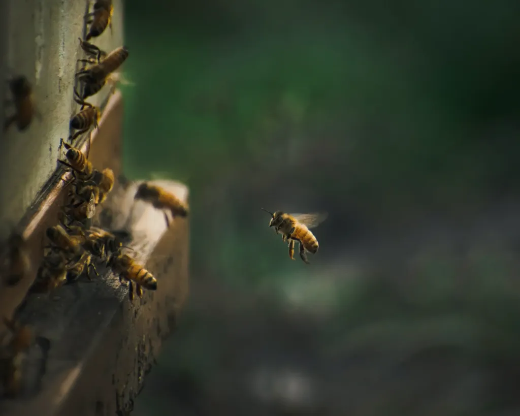 Bienen fliegen auf einen Bienenstock zu.